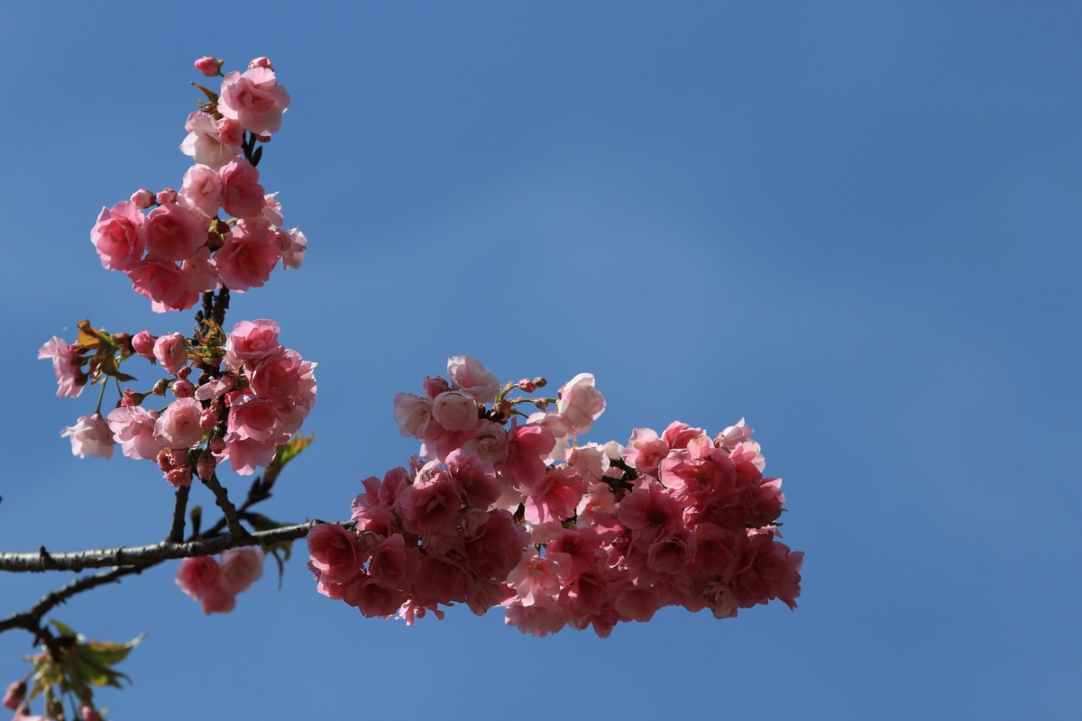 拍摄花卉一（556）