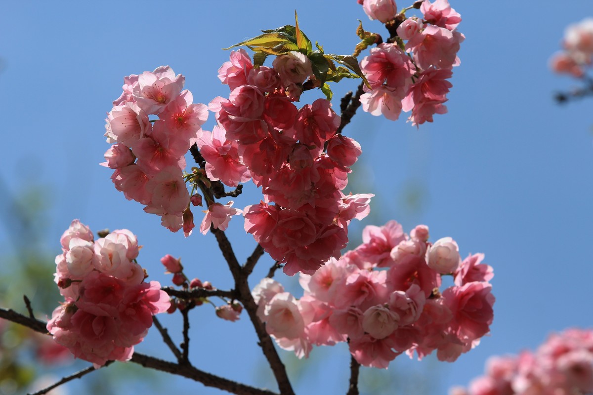 拍摄花卉一（556）