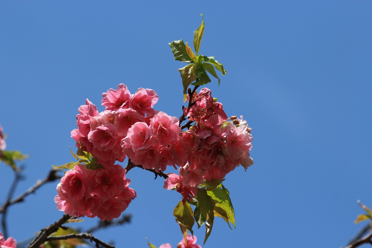 拍摄花卉一（556）