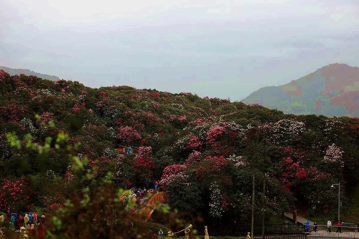 贵州毕杰百里杜鹃游随拍