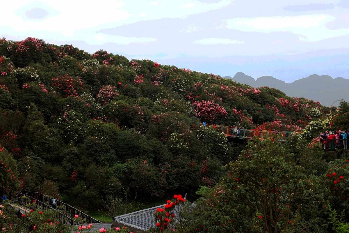 贵州毕杰百里杜鹃游随拍