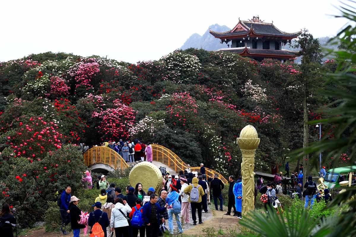 贵州毕杰百里杜鹃游随拍
