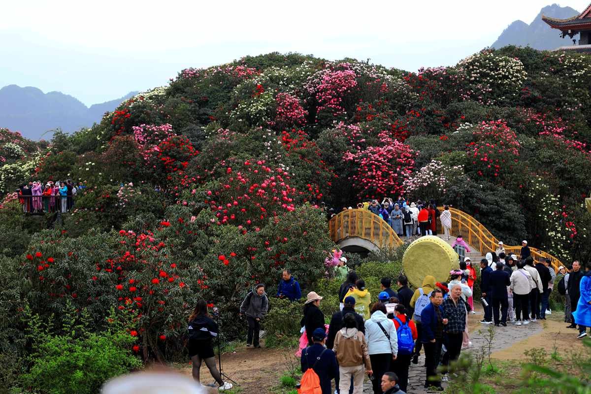 贵州毕杰百里杜鹃游随拍