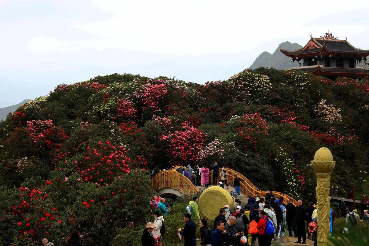 贵州毕杰百里杜鹃游随拍