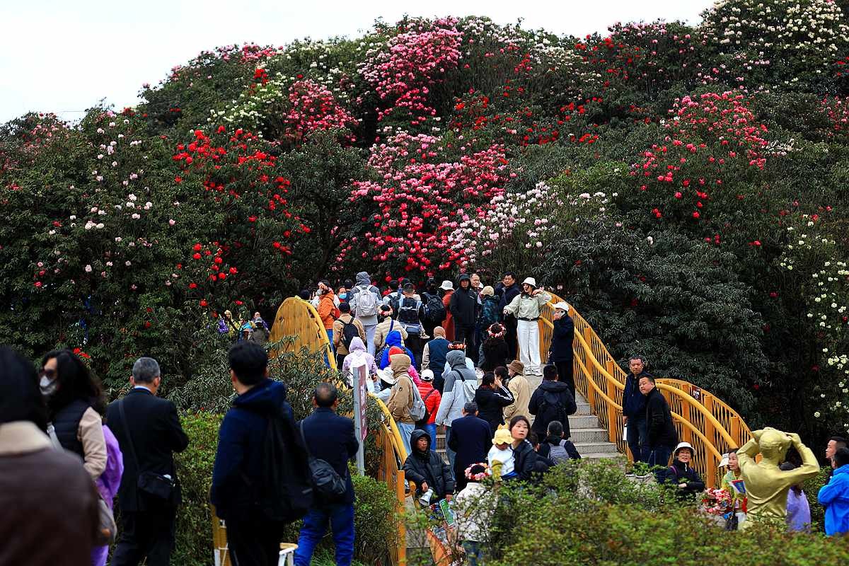 贵州毕杰百里杜鹃游随拍