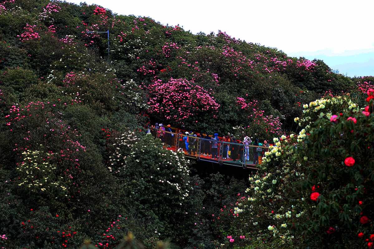 贵州毕杰百里杜鹃游随拍