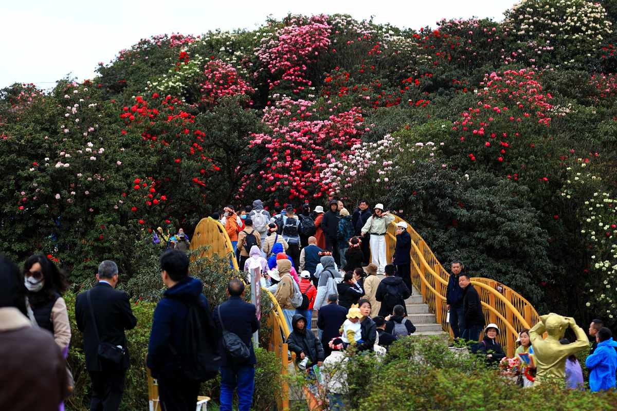 贵州毕杰百里杜鹃游随拍