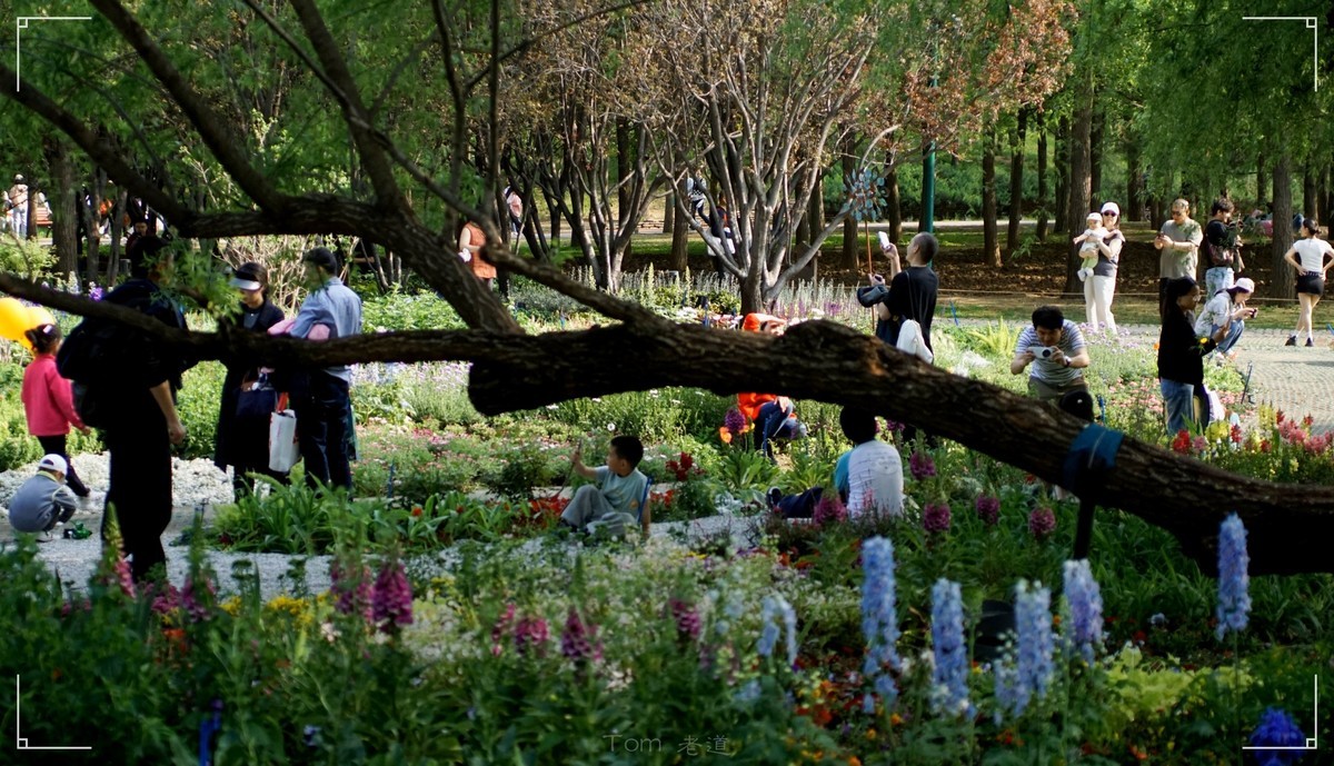 周末的海淀公园真热闹！