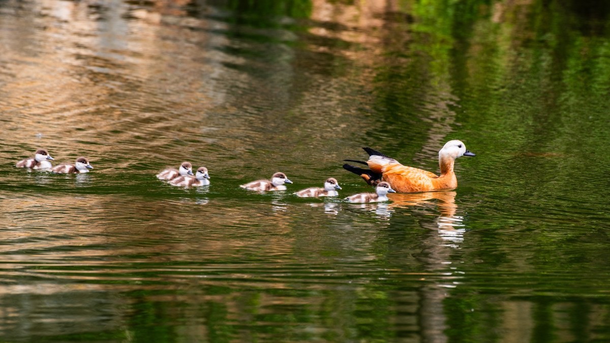 25 年 的 赤 麻 鸭 一 家