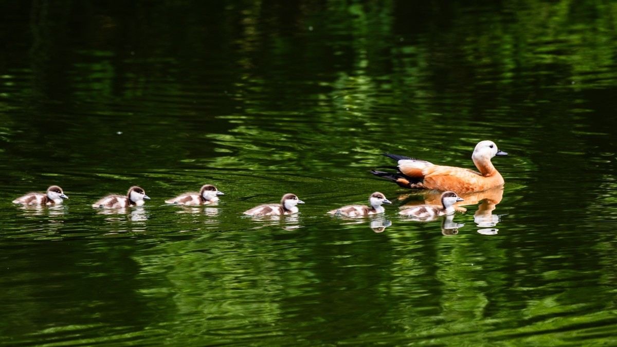 25 年 的 赤 麻 鸭 一 家