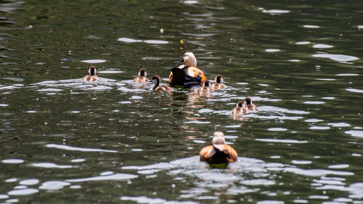 25 年 的 赤 麻 鸭 一 家