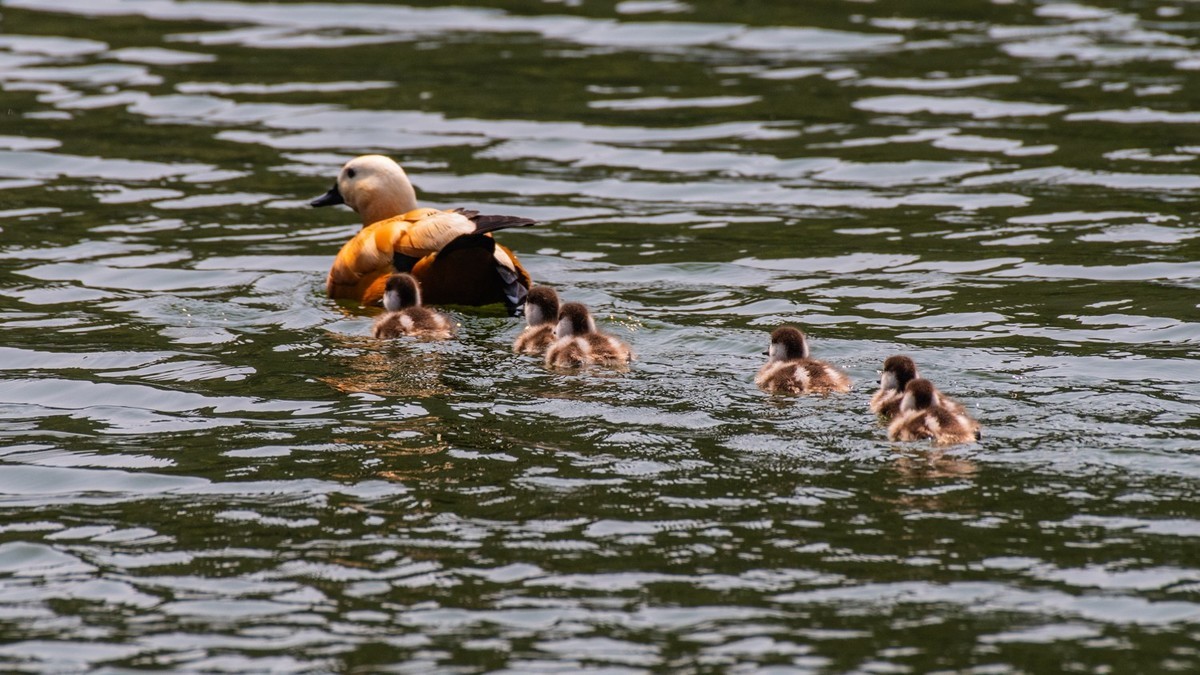 25 年 的 赤 麻 鸭 一 家