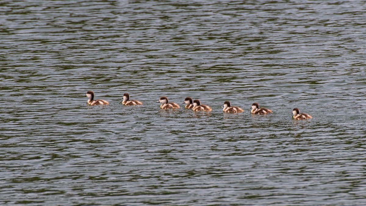 25 年 的 赤 麻 鸭 一 家