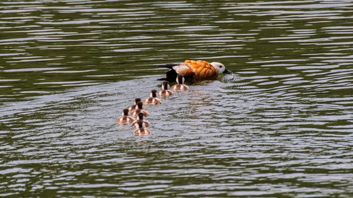 25 年 的 赤 麻 鸭 一 家