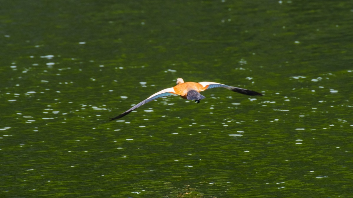 25 年 的 赤 麻 鸭 一 家