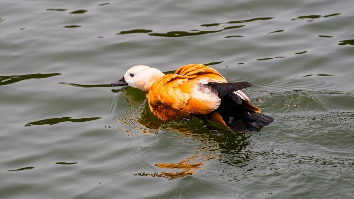 25 年 的 赤 麻 鸭 一 家