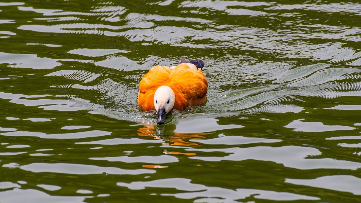25 年 的 赤 麻 鸭 一 家