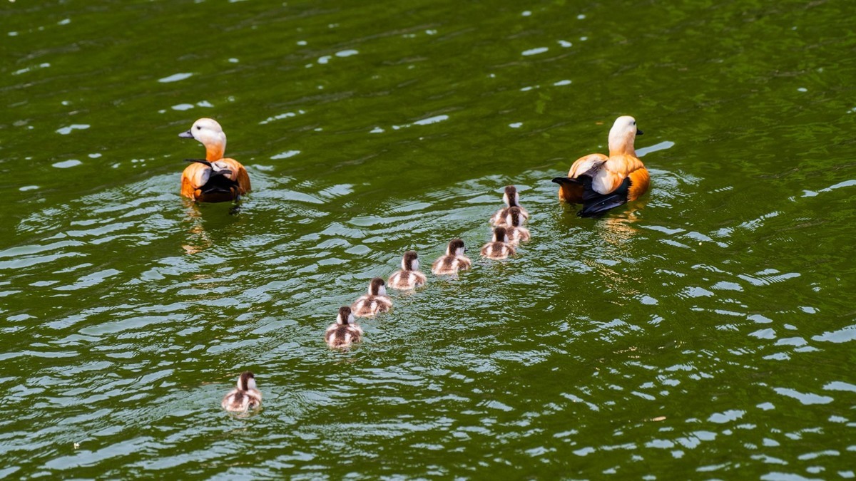 25 年 的 赤 麻 鸭 一 家