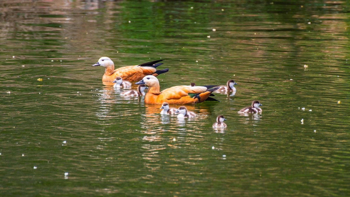 25 年 的 赤 麻 鸭 一 家