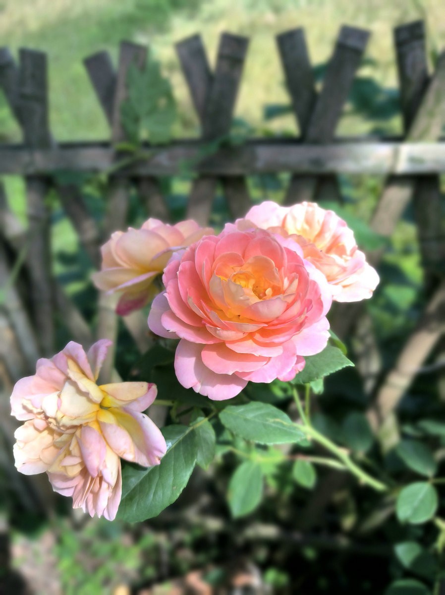 2025春夏之季 湘赣边（13）株洲挽洲岛