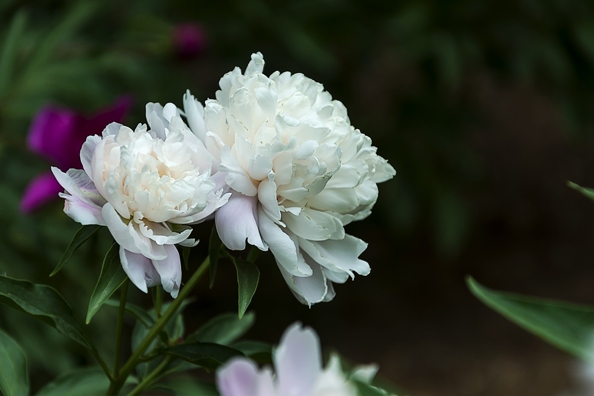 百花公园的春天-1