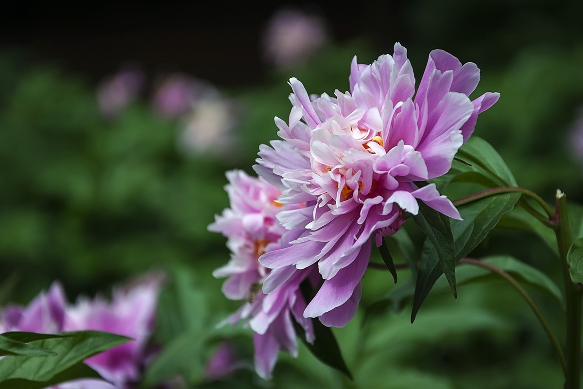 百花公园的春天-1