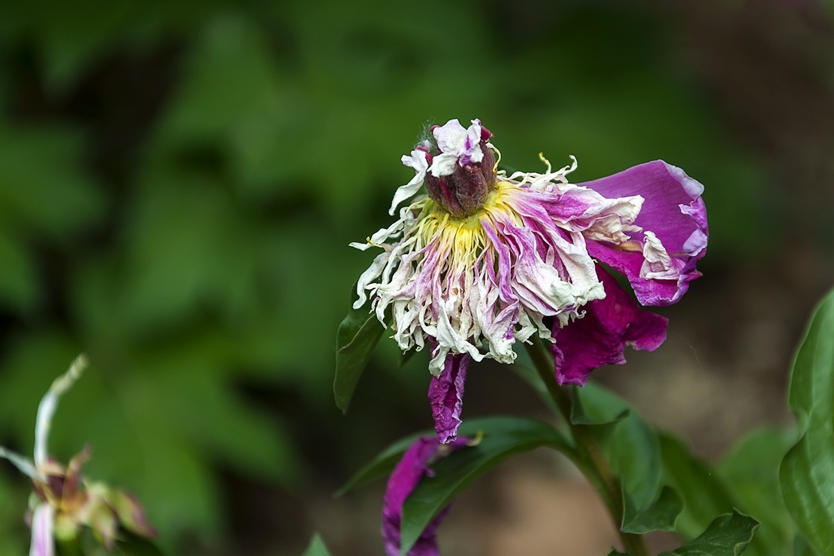 百花公园的春天-1