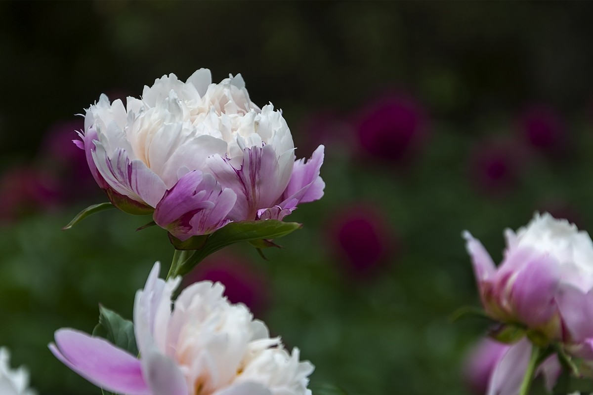 百花公园的春天-1