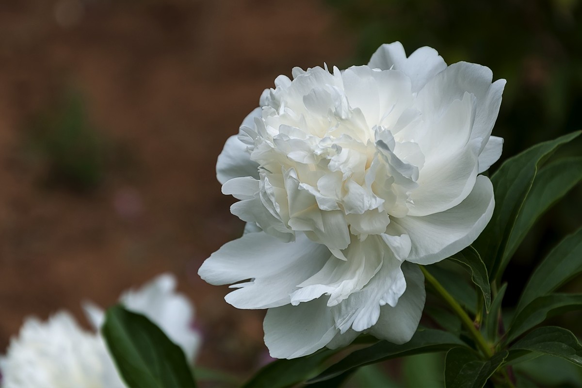 百花公园的春天-1