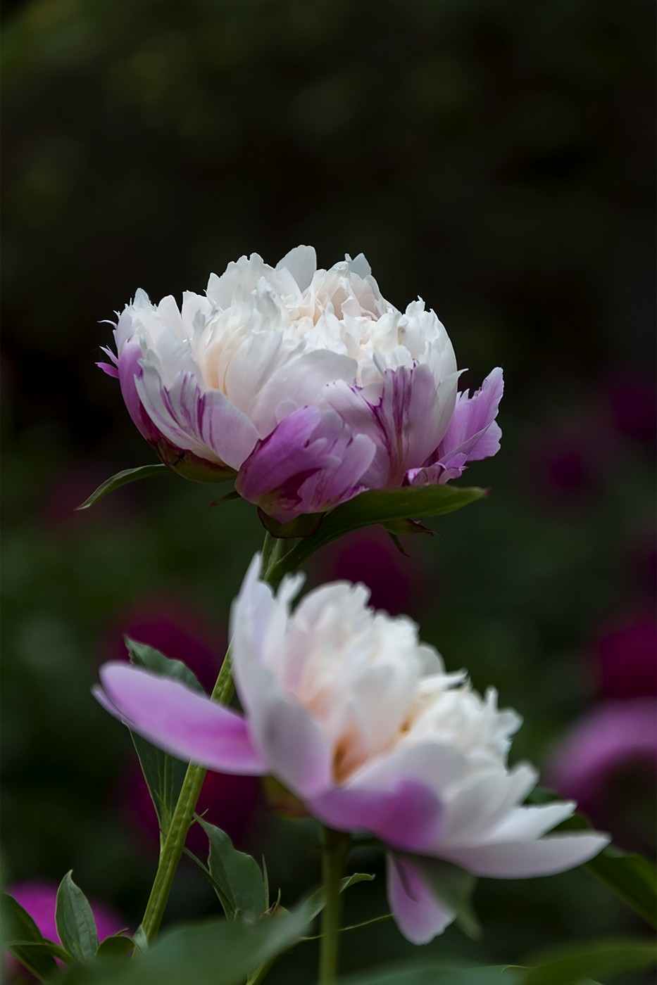 百花公园的春天-1