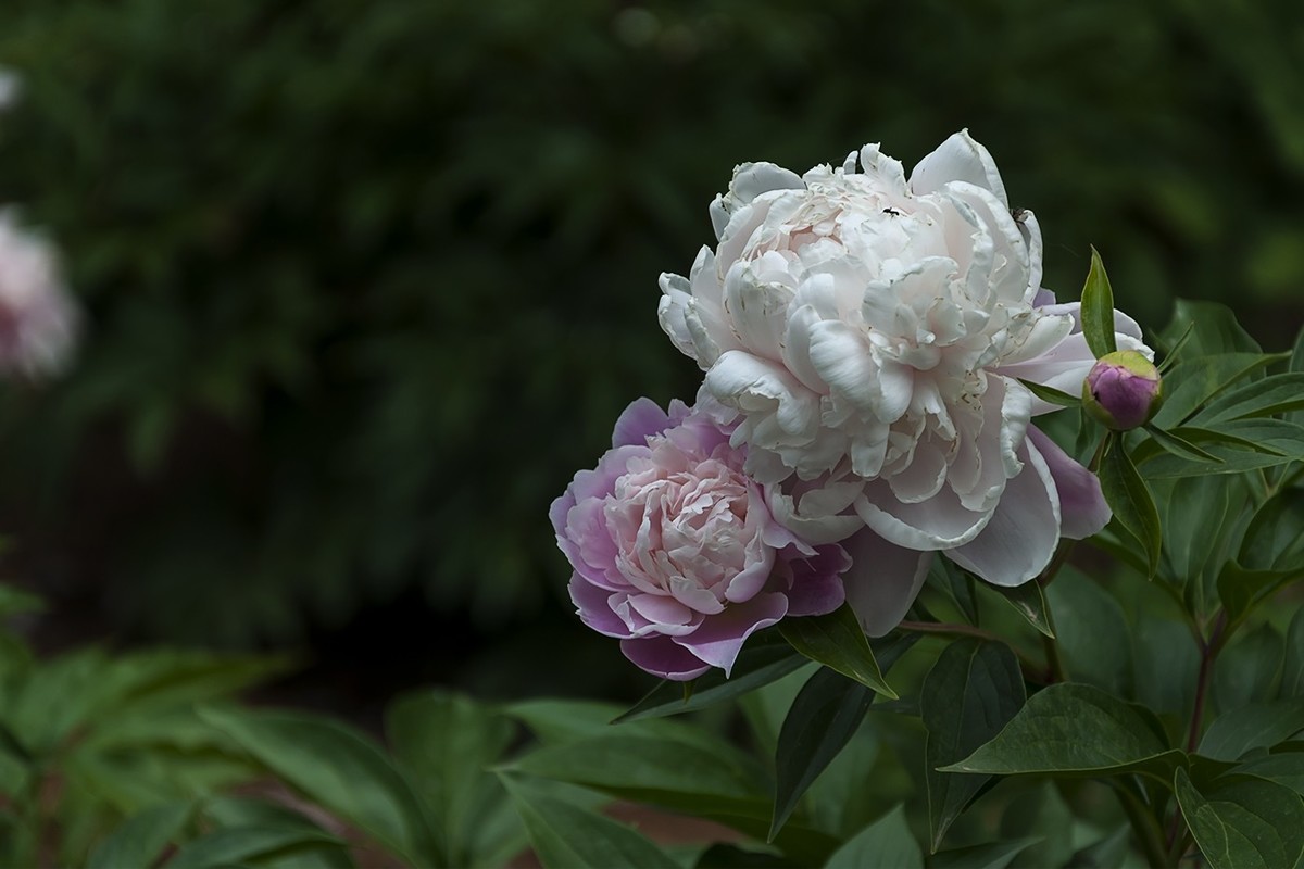 百花公园的春天-1