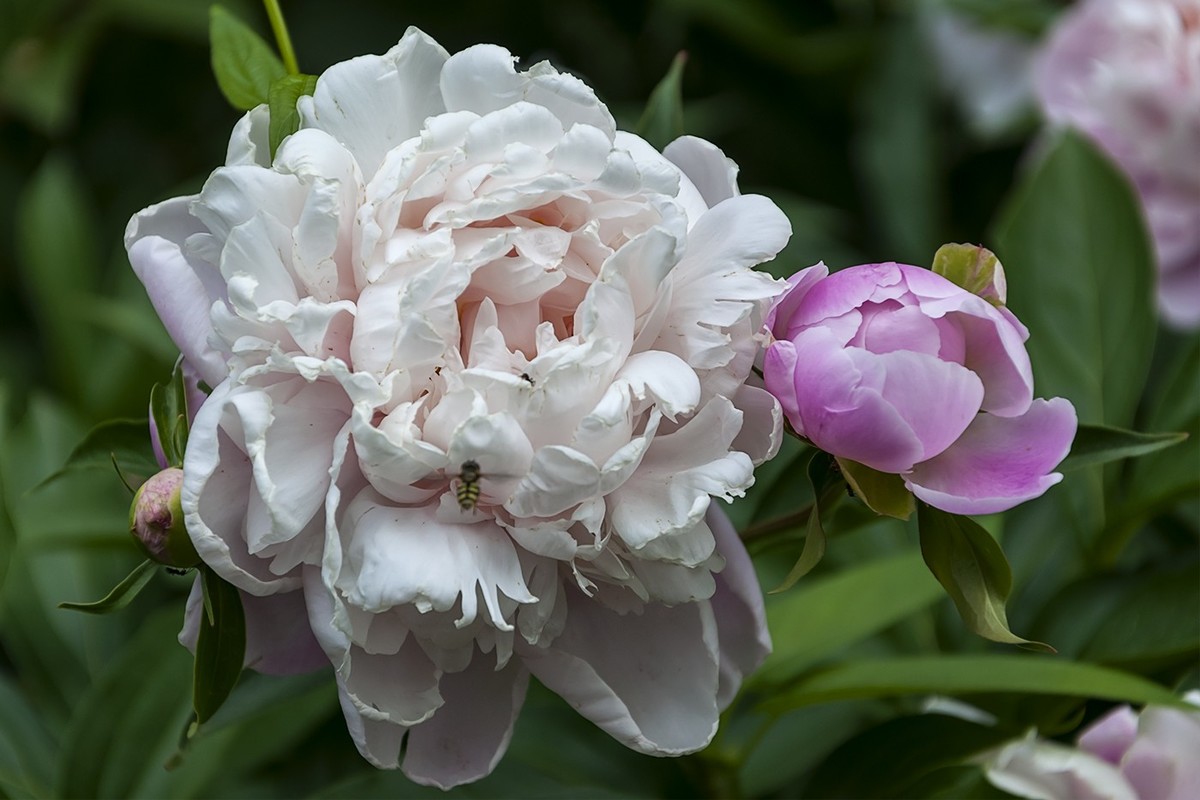 百花公园的春天-1