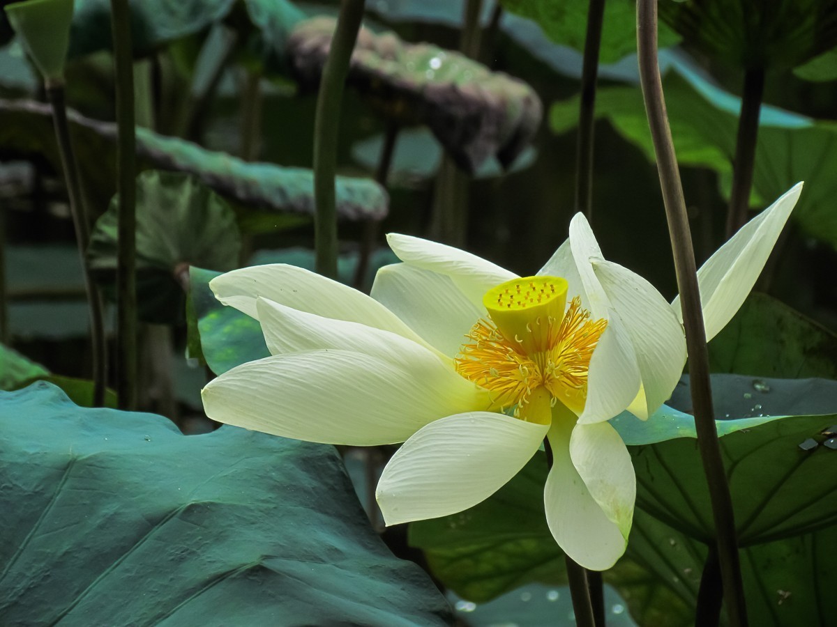 荷花