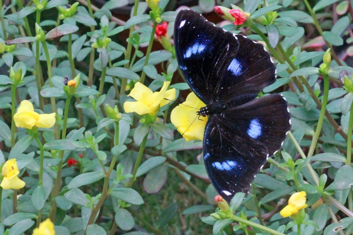 微距-幻紫斑蛱蝶