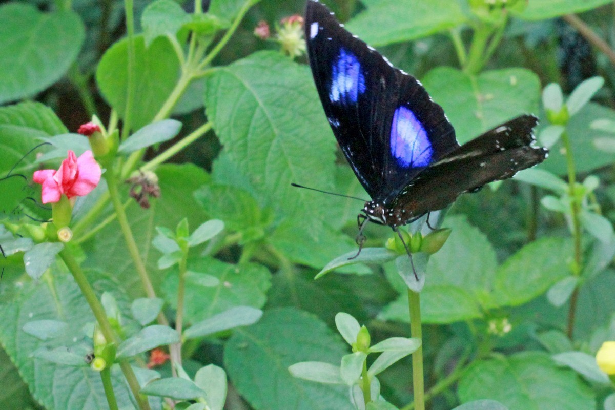 微距-幻紫斑蛱蝶