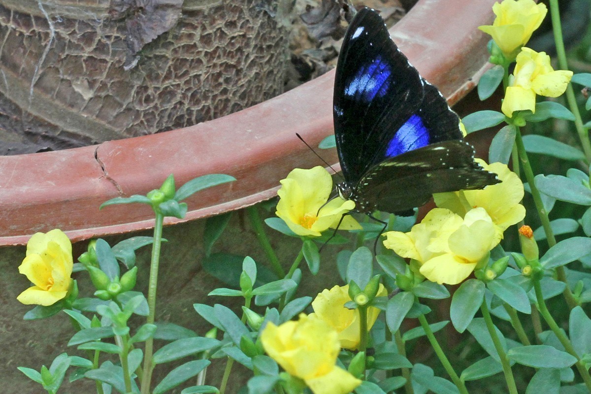微距-幻紫斑蛱蝶