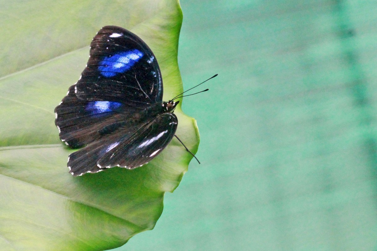 微距-幻紫斑蛱蝶