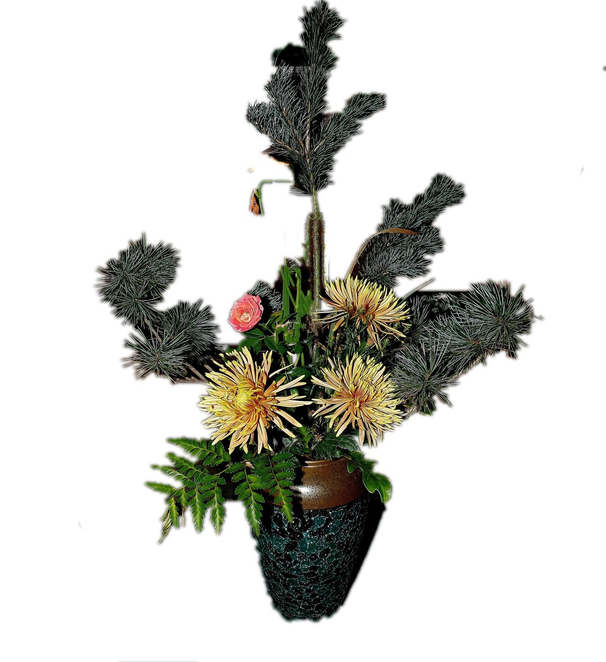 菊花