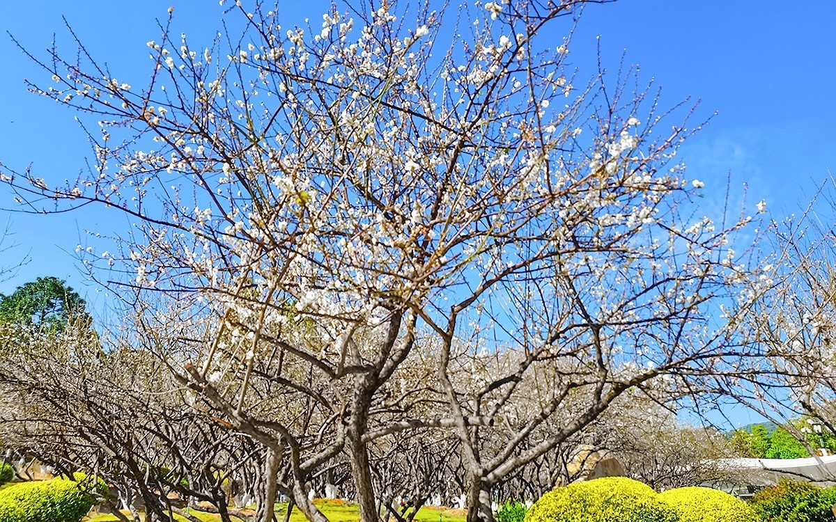 23044 ─ 公园里梅花盛放