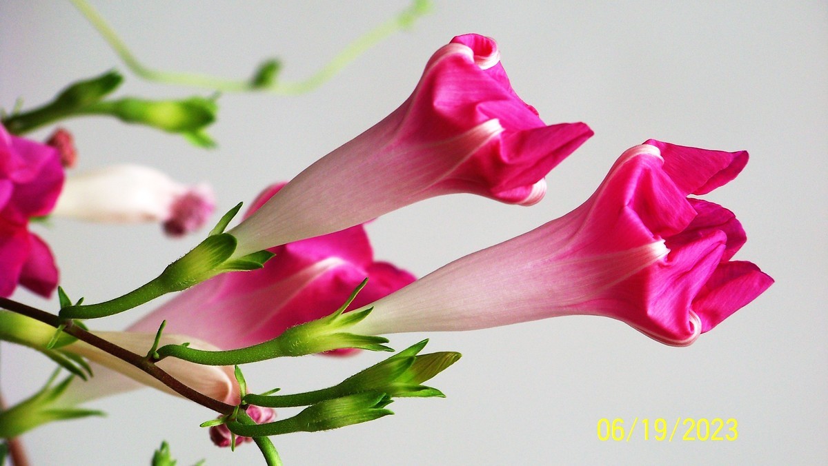 天天拍牵牛花