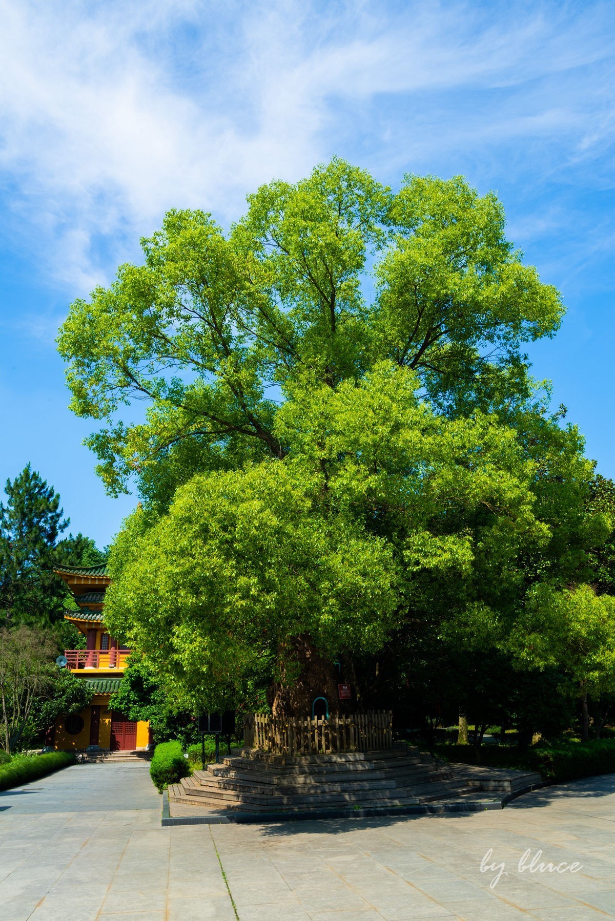 东方文化园随拍（1）