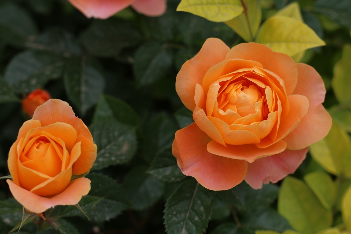 月季花