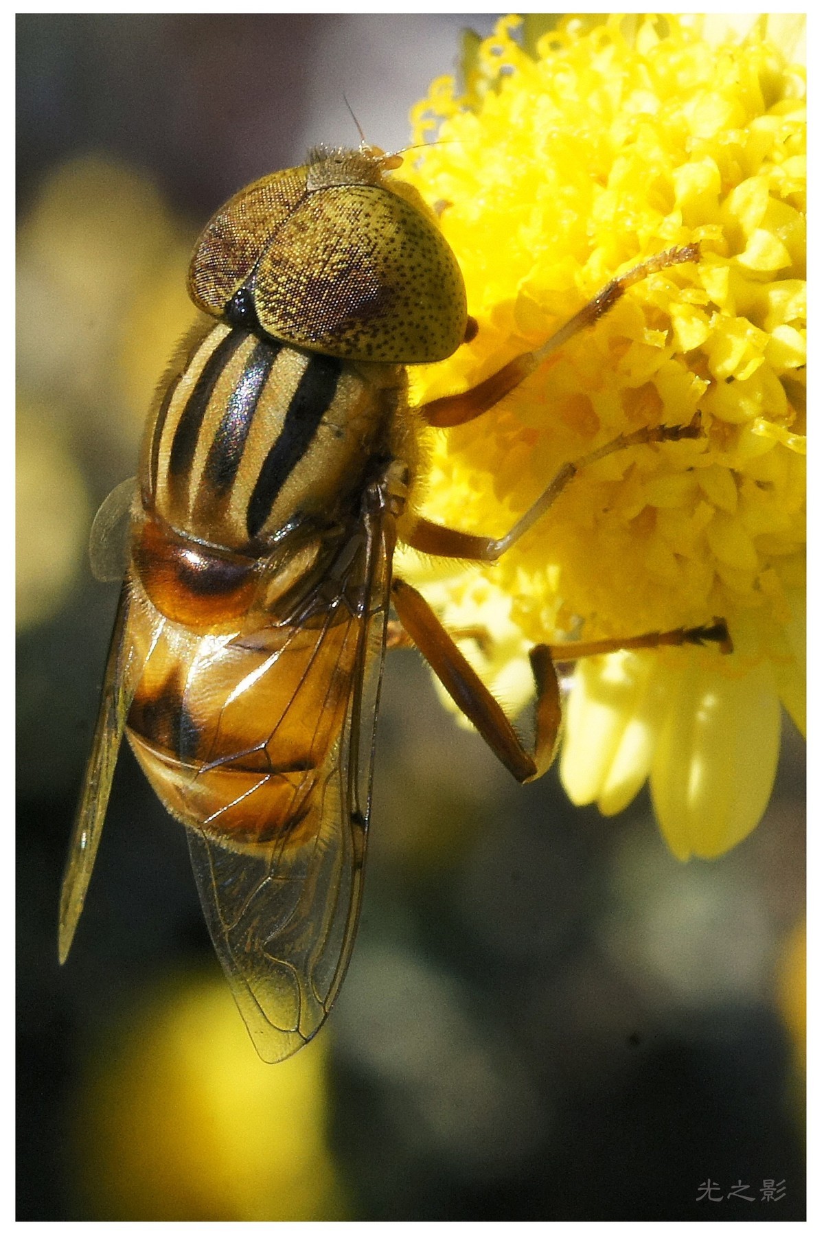 秋到深处采菊忙