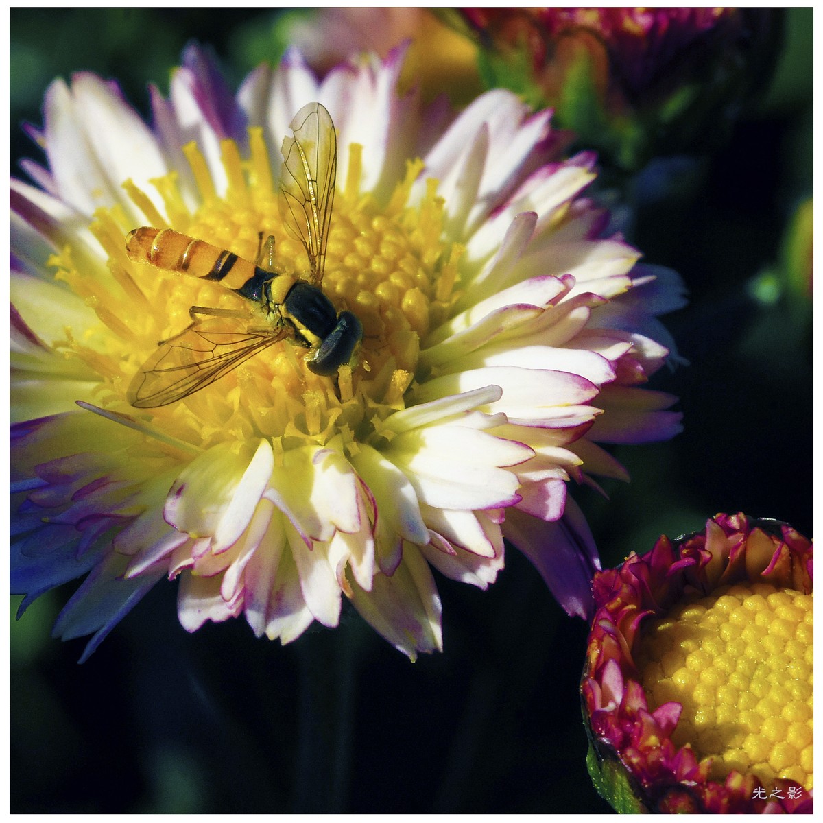 秋到深处采菊忙