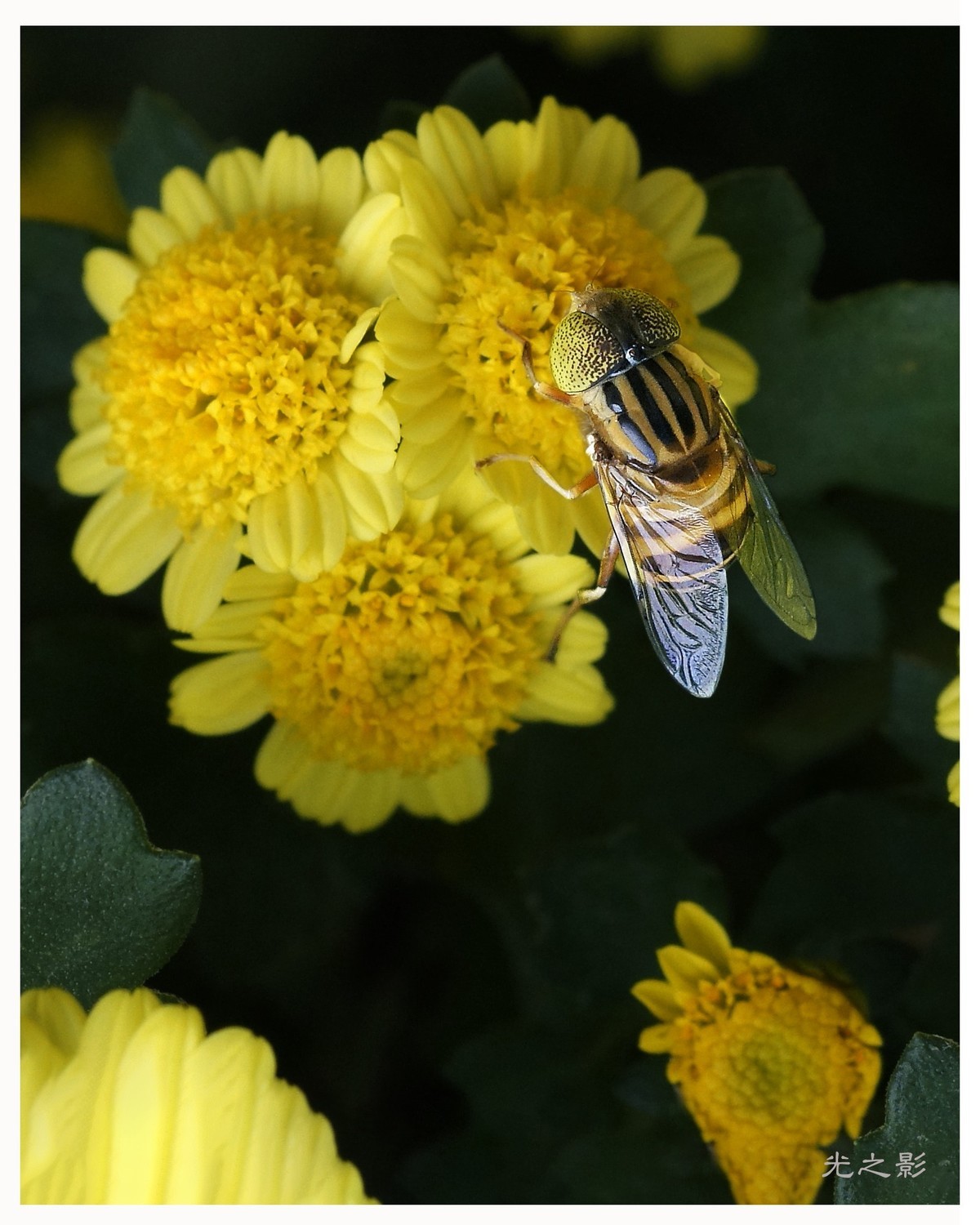 秋到深处采菊忙