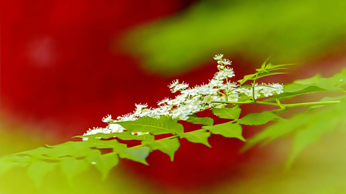 ——珍珠梅~2323（6）——