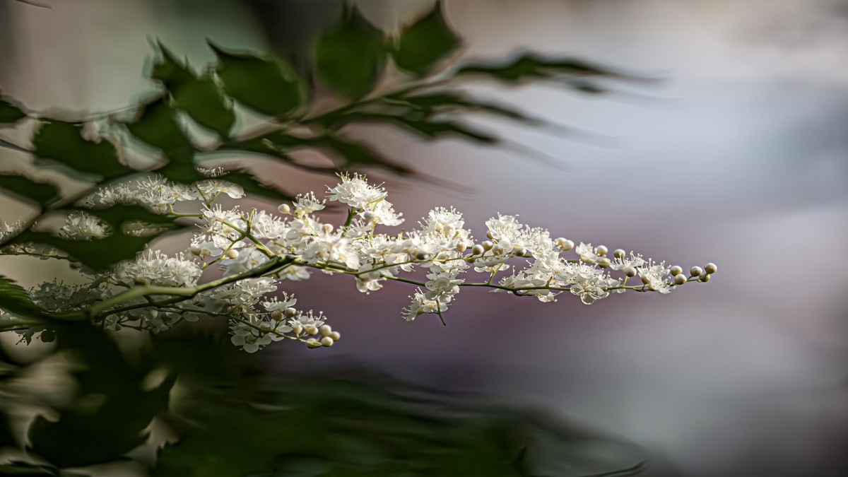 ——珍珠梅~2323（6）——