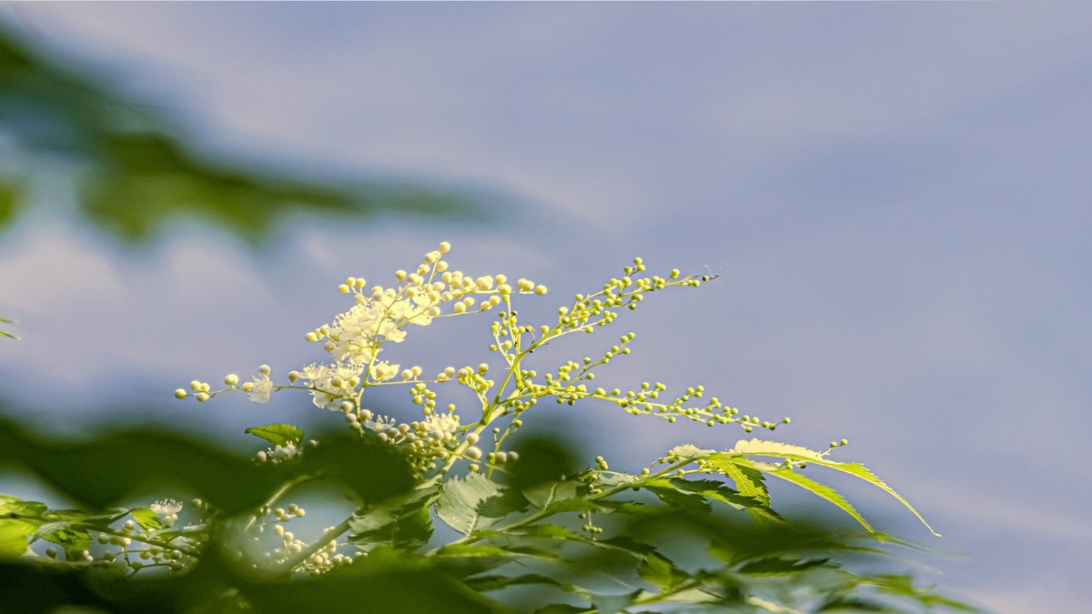 ——珍珠梅~2323（6）——