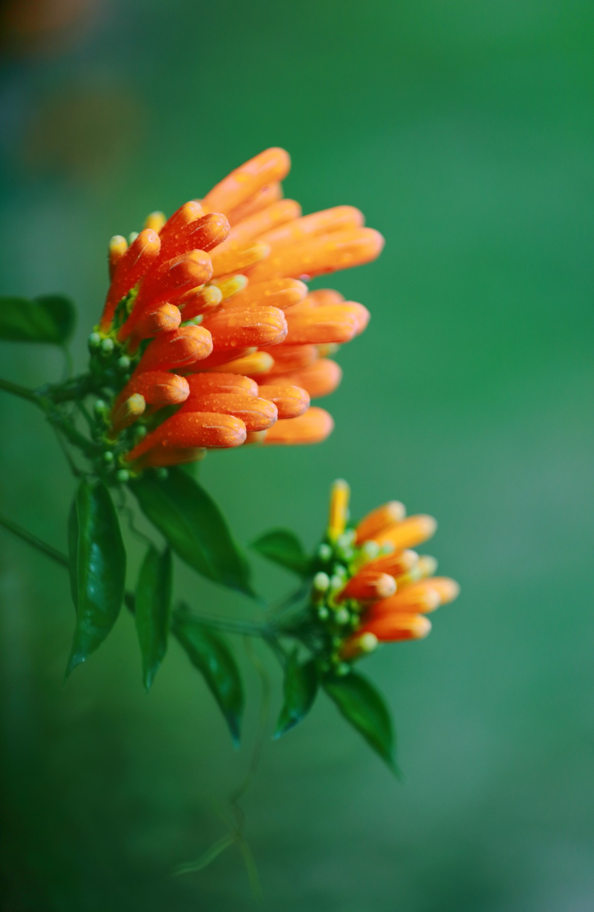 炮仗花含苞待放