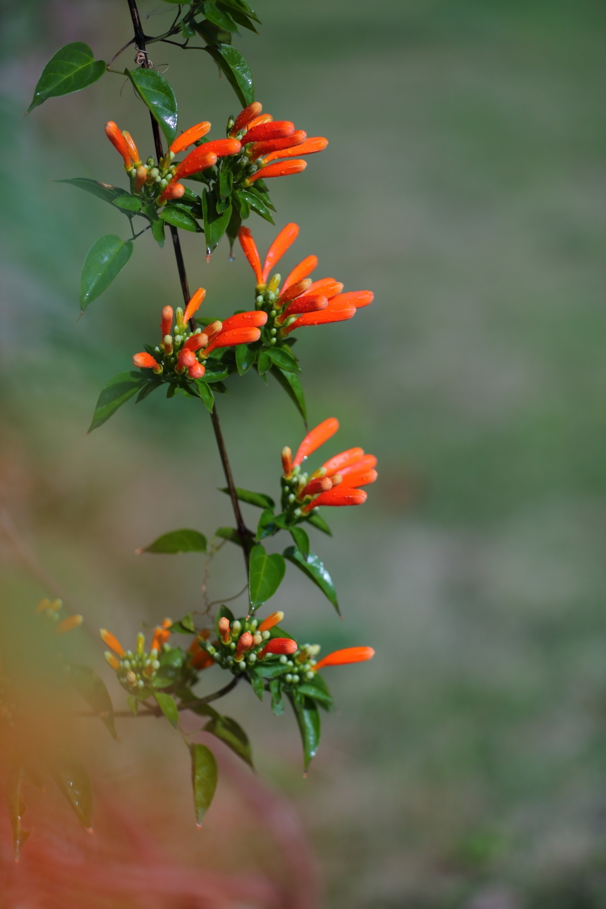 炮仗花含苞待放